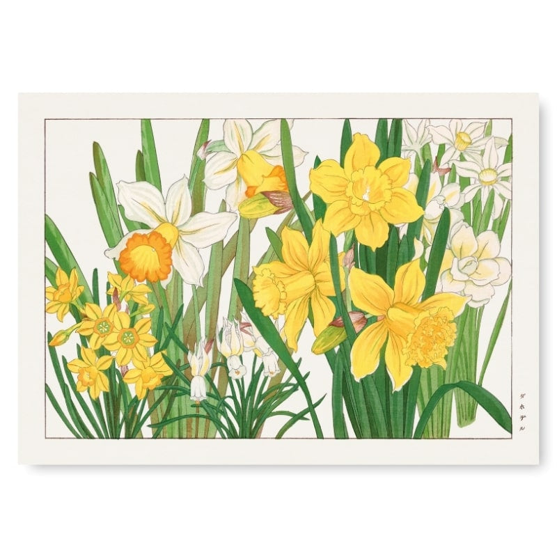 Japanische Drucke - Blume Narzisse A3