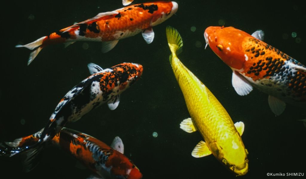 Koi-Karpfen