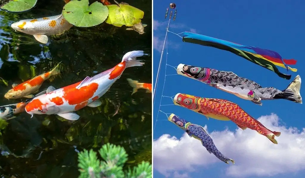 Koi Karpfen