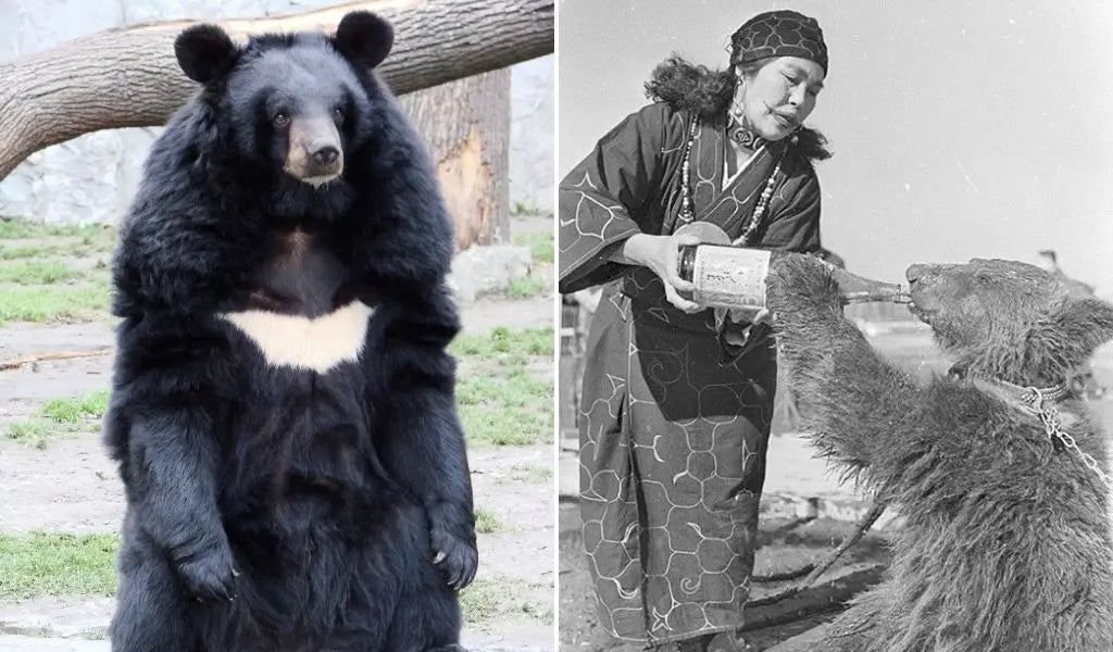 japanischer kragenbär