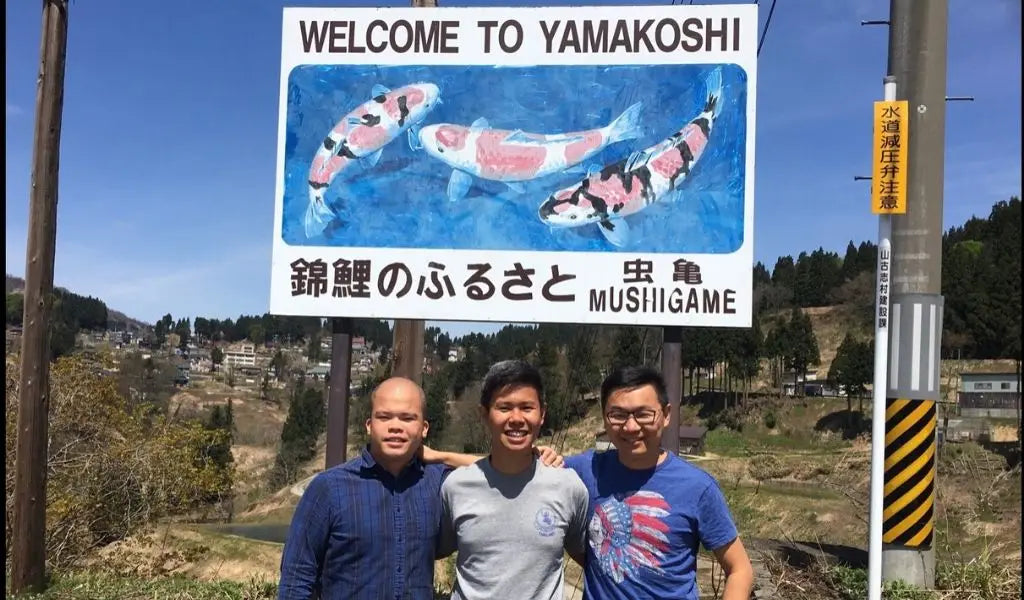 Koi-Zucht in Yamakoshi